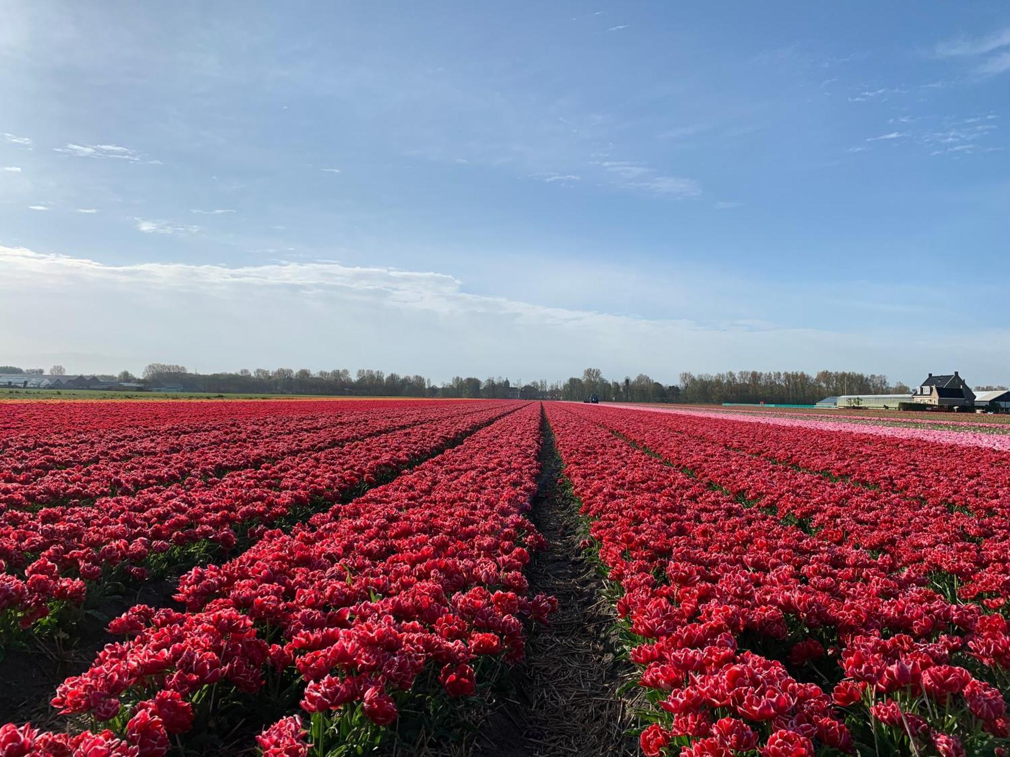 Het Oude Raadhuis Noordwijkerhout Kültér fotó